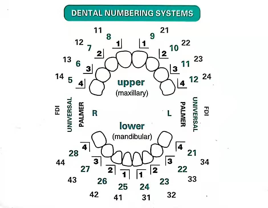 32 개/대 치과 베니어 금형 키트 복합 수지 금형 광 - Teeth Whitening Moulds 리뷰 및 가격