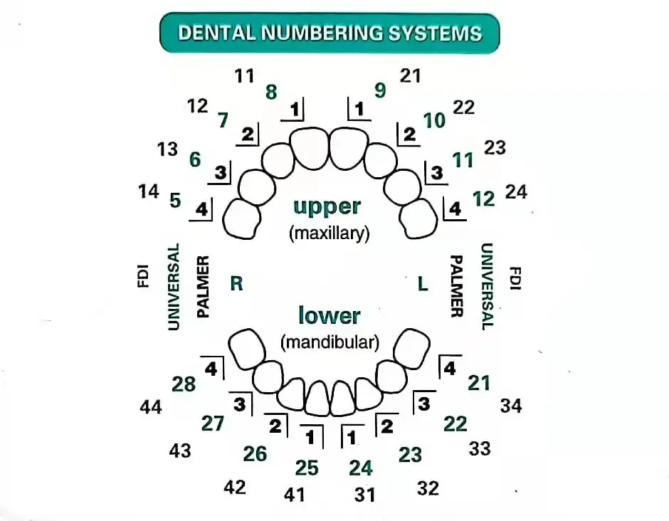 복합 레진 베니어용 치과 몰드, 광중합 충전재, 전치부 - Teeth Whitening Moulds 리뷰 및 가격